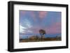 Joshua Trees in Sunset Light in Joshua Tree NP, California, USA-Chuck Haney-Framed Photographic Print