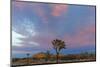 Joshua Trees in Sunset Light in Joshua Tree NP, California, USA-Chuck Haney-Mounted Photographic Print