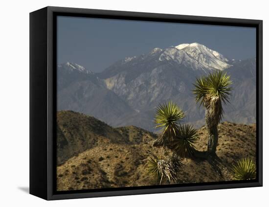 Joshua Trees in Winter, Joshua Tree National Park, California, USA-Michel Hersen-Framed Stretched Canvas