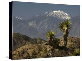 Joshua Trees in Winter, Joshua Tree National Park, California, USA-Michel Hersen-Stretched Canvas