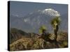 Joshua Trees in Winter, Joshua Tree National Park, California, USA-Michel Hersen-Stretched Canvas