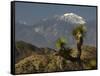 Joshua Trees in Winter, Joshua Tree National Park, California, USA-Michel Hersen-Framed Stretched Canvas