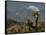 Joshua Trees in Winter, Joshua Tree National Park, California, USA-Michel Hersen-Framed Stretched Canvas