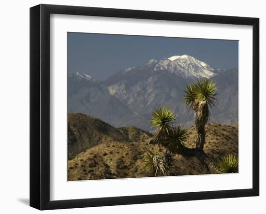 Joshua Trees in Winter, Joshua Tree National Park, California, USA-Michel Hersen-Framed Premium Photographic Print