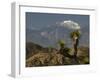 Joshua Trees in Winter, Joshua Tree National Park, California, USA-Michel Hersen-Framed Premium Photographic Print