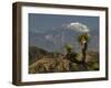 Joshua Trees in Winter, Joshua Tree National Park, California, USA-Michel Hersen-Framed Photographic Print