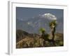 Joshua Trees in Winter, Joshua Tree National Park, California, USA-Michel Hersen-Framed Photographic Print