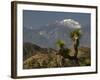 Joshua Trees in Winter, Joshua Tree National Park, California, USA-Michel Hersen-Framed Photographic Print