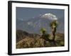 Joshua Trees in Winter, Joshua Tree National Park, California, USA-Michel Hersen-Framed Photographic Print