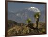 Joshua Trees in Winter, Joshua Tree National Park, California, USA-Michel Hersen-Framed Photographic Print