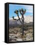 Joshua Trees in Winter, Joshua Tree National Park, California, USA-Michel Hersen-Framed Stretched Canvas