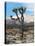 Joshua Trees in Winter, Joshua Tree National Park, California, USA-Michel Hersen-Stretched Canvas