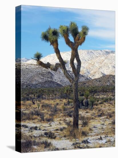 Joshua Trees in Winter, Joshua Tree National Park, California, USA-Michel Hersen-Stretched Canvas