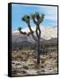 Joshua Trees in Winter, Joshua Tree National Park, California, USA-Michel Hersen-Framed Stretched Canvas