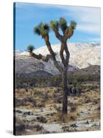 Joshua Trees in Winter, Joshua Tree National Park, California, USA-Michel Hersen-Stretched Canvas