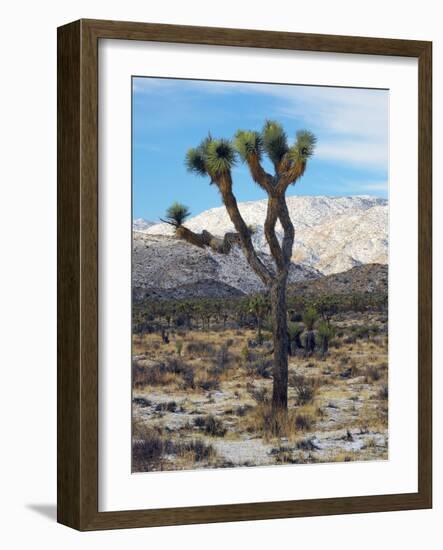 Joshua Trees in Winter, Joshua Tree National Park, California, USA-Michel Hersen-Framed Photographic Print