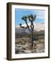 Joshua Trees in Winter, Joshua Tree National Park, California, USA-Michel Hersen-Framed Photographic Print