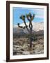 Joshua Trees in Winter, Joshua Tree National Park, California, USA-Michel Hersen-Framed Photographic Print