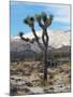 Joshua Trees in Winter, Joshua Tree National Park, California, USA-Michel Hersen-Mounted Photographic Print