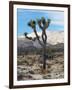 Joshua Trees in Winter, Joshua Tree National Park, California, USA-Michel Hersen-Framed Photographic Print