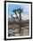 Joshua Trees in Winter, Joshua Tree National Park, California, USA-Michel Hersen-Framed Photographic Print