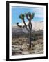 Joshua Trees in Winter, Joshua Tree National Park, California, USA-Michel Hersen-Framed Photographic Print