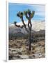 Joshua Trees in Winter, Joshua Tree National Park, California, USA-Michel Hersen-Framed Photographic Print