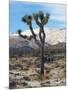 Joshua Trees in Winter, Joshua Tree National Park, California, USA-Michel Hersen-Mounted Photographic Print