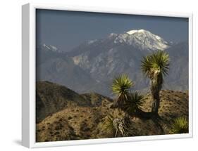 Joshua Trees in Winter, Joshua Tree National Park, California, USA-Michel Hersen-Framed Photographic Print