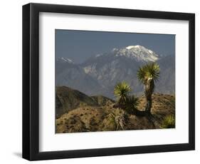 Joshua Trees in Winter, Joshua Tree National Park, California, USA-Michel Hersen-Framed Photographic Print