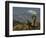 Joshua Trees in Winter, Joshua Tree National Park, California, USA-Michel Hersen-Framed Photographic Print