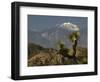 Joshua Trees in Winter, Joshua Tree National Park, California, USA-Michel Hersen-Framed Photographic Print