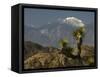 Joshua Trees in Winter, Joshua Tree National Park, California, USA-Michel Hersen-Framed Stretched Canvas