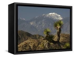 Joshua Trees in Winter, Joshua Tree National Park, California, USA-Michel Hersen-Framed Stretched Canvas