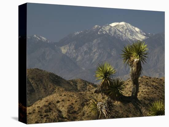 Joshua Trees in Winter, Joshua Tree National Park, California, USA-Michel Hersen-Stretched Canvas