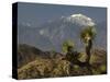 Joshua Trees in Winter, Joshua Tree National Park, California, USA-Michel Hersen-Stretched Canvas