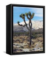 Joshua Trees in Winter, Joshua Tree National Park, California, USA-Michel Hersen-Framed Stretched Canvas