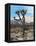 Joshua Trees in Winter, Joshua Tree National Park, California, USA-Michel Hersen-Framed Stretched Canvas