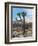 Joshua Trees in Winter, Joshua Tree National Park, California, USA-Michel Hersen-Framed Photographic Print