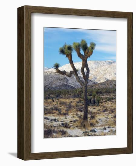 Joshua Trees in Winter, Joshua Tree National Park, California, USA-Michel Hersen-Framed Photographic Print