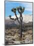 Joshua Trees in Winter, Joshua Tree National Park, California, USA-Michel Hersen-Mounted Photographic Print