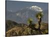 Joshua Trees in Winter, Joshua Tree National Park, California, USA-Michel Hersen-Stretched Canvas