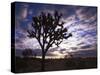 Joshua Trees, Joshua Tree National Park, California, USA-Charles Gurche-Stretched Canvas