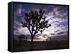 Joshua Trees, Joshua Tree National Park, California, USA-Charles Gurche-Framed Stretched Canvas