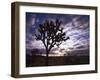 Joshua Trees, Joshua Tree National Park, California, USA-Charles Gurche-Framed Photographic Print