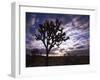 Joshua Trees, Joshua Tree National Park, California, USA-Charles Gurche-Framed Photographic Print