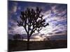 Joshua Trees, Joshua Tree National Park, California, USA-Charles Gurche-Mounted Photographic Print