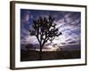 Joshua Trees, Joshua Tree National Park, California, USA-Charles Gurche-Framed Photographic Print