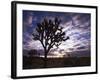 Joshua Trees, Joshua Tree National Park, California, USA-Charles Gurche-Framed Photographic Print