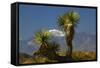 Joshua Trees, Joshua Tree National Park, California, USA-Michel Hersen-Framed Stretched Canvas